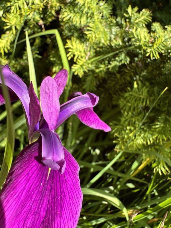 Caledonian Hall photo 4