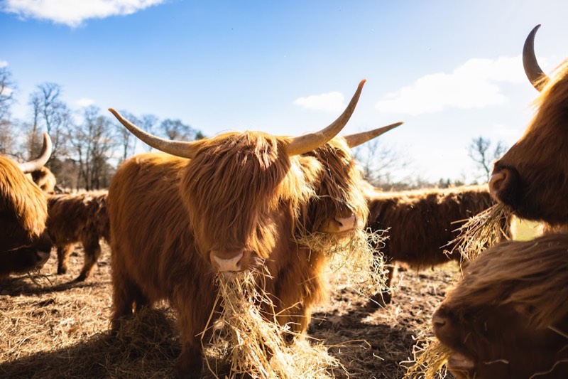 Carlowrie Castle photo 3