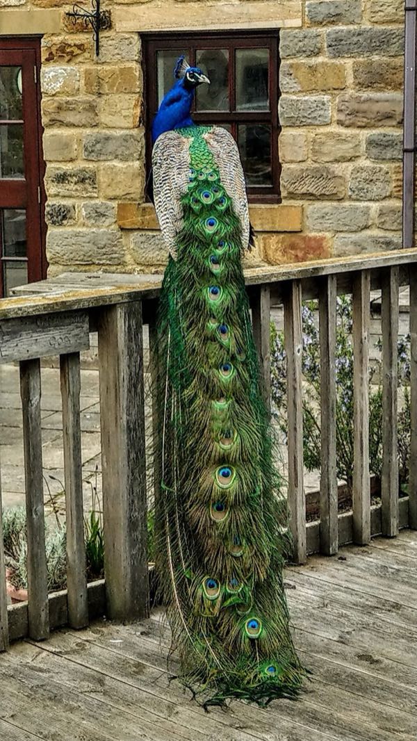 Lineham Farm Weddings photo 2